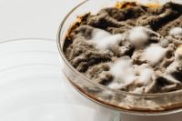 Kaboompics - Soft Focus Brown Mold Culture in Petri Dish