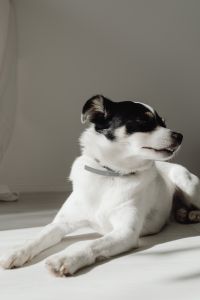 Kaboompics - Small Dog Resting in Side Profile on Sunlit Floor