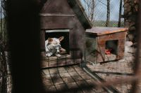 Kaboompics - Small White Dog Resting Inside a Rustic Farm Kennel