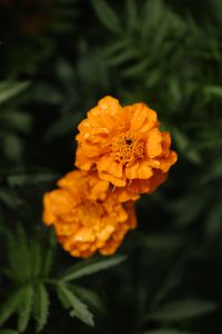 Kaboompics - Orange Marigold with Water Drops and Dark Green Leaves