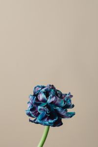 Kaboompics - Blue Dried Flower On Beige Background