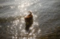 Kaboompics - Dog Standing in Sunlit Shallow Sea Water
