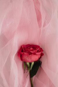 Kaboompics - Pink Rose Framed by Sheer Blush Tulle Fabric