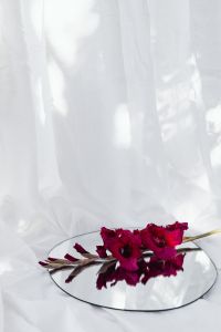Kaboompics - Vertical Gladiolus Arrangement and Reflection on White Curtains