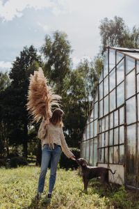 Kaboompics - Woman Holding Pampas Grass beside a Weimaraner