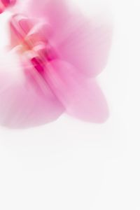 Kaboompics - Minimal Pink Orchid Soft Blur Vertical Background