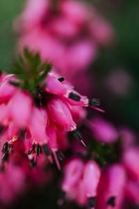 Kaboompics - Soft-Focus Pink Spring Heather Bells Against Deep Green, Vertical Botanical Background