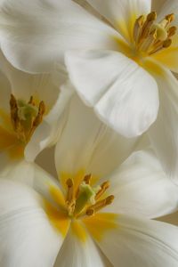 Kaboompics - White Flowers Macro with Yellow Centers