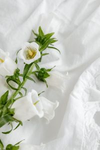 Kaboompics - Close-Up White Blossoms and Green Foliage on Crumpled Bedding
