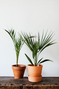 Kaboompics - Potted Fan Palm and Date Palm with Green Fronds for Indoor Plant Decor