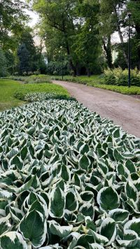 Kaboompics - Variegated Hosta Plants Along A Landscaped Park Path