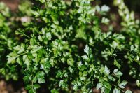 Kaboompics - Early spring garden