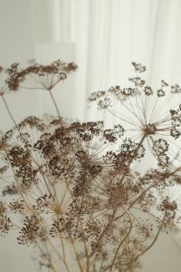 Kaboompics - Dried Umbel Flowers and Botanical Background in Soft Light