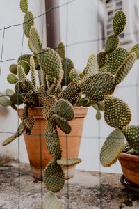 Kaboompics - Opuntia in a ceramic pot