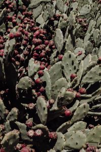 Kaboompics - Prickly Pear Cactus Covered with Red Fruits