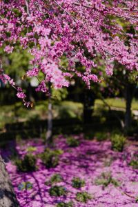 Kaboompics - Purple Jacaranda Tree in Full Spring Bloom