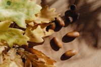 Kaboompics - Acorns Scattered Among Oak Leaves on Beige Fabric