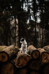Kaboompics - A small white dog is sitting on a pile of felled wood in the forest