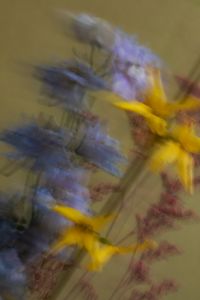 Kaboompics - Mixed Flowers with Motion Blur