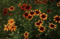 Kaboompics - Orange Flowers in Soft Motion Blur