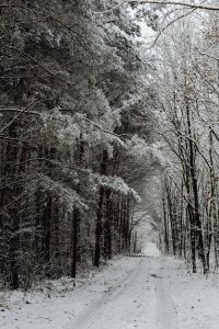 Kaboompics - Misty Snow Covered Forest In Quiet Winter Light