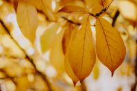 Kaboompics - Two Golden Magnolia Leaves with Sunlit Bokeh