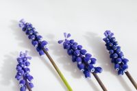 Kaboompics - Grape hyacinth flower - Muscari