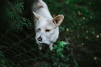 Kaboompics - White dog by the fence