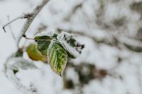 Kaboompics - Close-ups of snowy trees