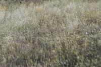 Kaboompics - Silver grass field