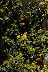 Kaboompics - Vertical Orange Tree Foliage in Botanical Garden
