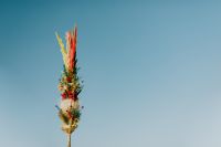 Kaboompics - Palm Sunday - Niedziela Palmowa