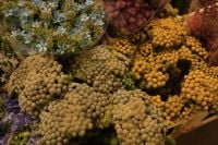 Kaboompics - Golden Craspedia and Blue Filler Blooms at a Flower Market
