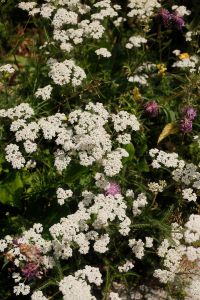 Kaboompics - White Wildflower Clusters with Purple Thistle Blooms in a Summer Meadow
