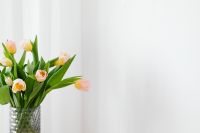 Kaboompics - Pink and Yellow Tulips on White with Negative Space for Spring Campaign Design