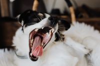 Kaboompics - Yawning Black and White Dog in a Soft White Basket Bed
