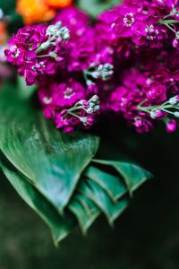 Kaboompics - Magenta Stock Flower Close-Up with Textured Petals