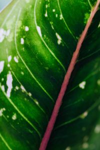Kaboompics - Aglaonema leaf
