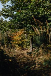 Kaboompics - Red and Green Autumn Foliage in Soft Focus