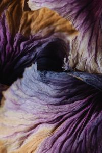 Kaboompics - Purple Dried Cabbage Leaf Macro with Moody Botanical Texture
