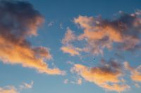 Kaboompics - Fiery Clouds and a Bird Crossing the Blue Evening Sky