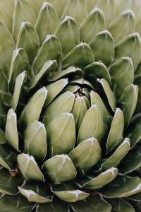 Kaboompics - Green Agave Rosette with Layered Leaves and Shallow Depth of Field