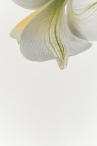Kaboompics - Single Translucent Flower Petal with Veined Texture and Generous White Copy Space