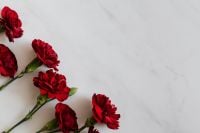 Kaboompics - Red Carnation Bouquet Cropped Against Light Marble