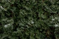 Kaboompics - Dense Frosted Evergreen Hedge in a Moody Winter Garden