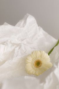 Kaboompics - White Gerbera on Crumpled White Paper