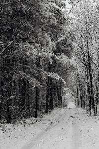 Kaboompics - Snowy Forest Path Through Dark Frosted Pines