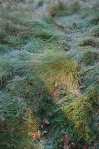Kaboompics - Sunlit Tuft of Wet Grass in an Autumn Woodland Clearing