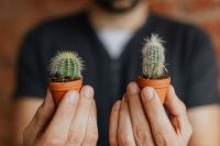 Kaboompics - Miniature cacti in clay pots