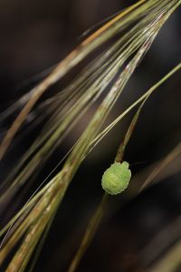 Kaboompics - Fine Dried Grass Over a Pale Concrete Garden Wall